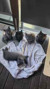 ×4 BRITISH SHORT HAIR cross Kittens $250 EACH (3boys,2girls)