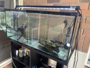 110l fish tank