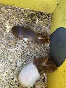 2 female Guinea pigs and enclosure