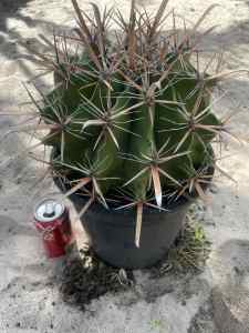 Large Fishhook Cactus full sun grown