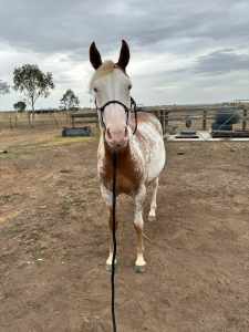 2yo old registered paint filly