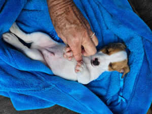 AFFORDABLE PURE JACK RUSSELL PUPS FOR SALE
