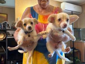 Toby & Honey (Long Haired Chihuahuas) Looking For Their Forever Homes