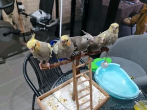 *Easter Special*Hand reared & Very tame Cockatiels 10 m.o