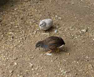 2 x Male quails FREE 