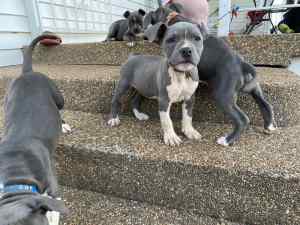 READY FOR THEIR NEW HOMES! 6 BLUE AMERICAN STAFFY PUPS