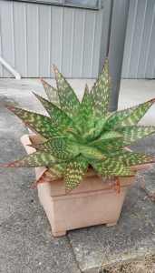 Healthy Aloe Vera plants in large square pot. 