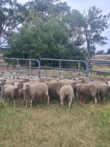 Sheep ewe hoggetts
