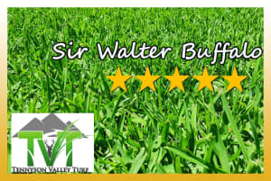 SIR WALTER BUFFALO TURF - Excellent Quality - Farm Fresh