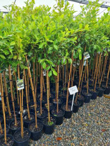 Standard Ficus from $29.99