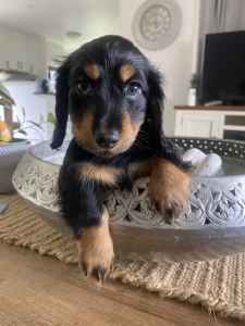 LAST GIRL....Black and tan Long haired Dachshund - Ready to go !!!!
