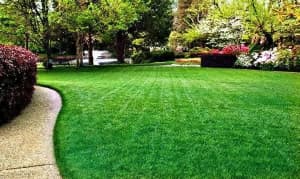 Lawnmowing and tree pruning service