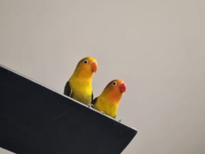 Pair of Tamed Love Birds (Male and female) with Cage