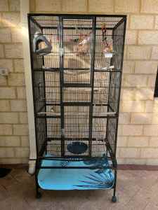Zebra finch, cage, food and accessories 