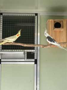 Cockatiels breeding pairs rainbow lorikeet