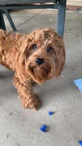 Cavoodle red female 9months old