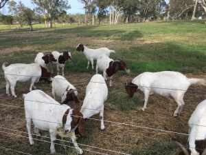 Boer goat whethers