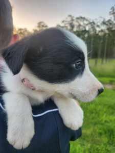 Border collie puppies for sale. Long and short haired, male and female