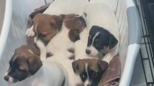 pure bred Jack Russell puppies 