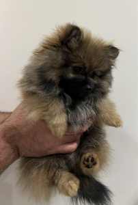 Female Pomeranian Toy Size Puppy