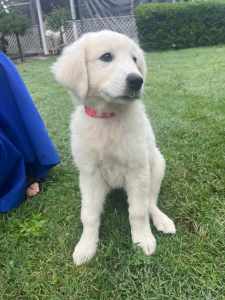 Maremma pure bred - only one left