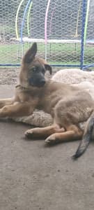 2 male Pure-bred German shepherd pups now $1800