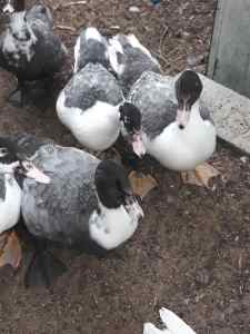 Muscovy ducks 3months old