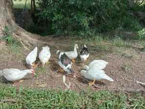 Young Muscovy ducks and drakes