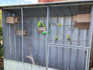Budgies and aviary complete