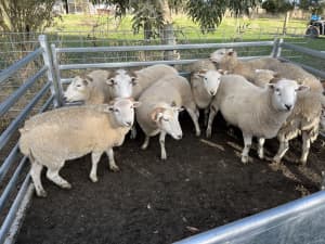 Lambs Wiltshire horn 1 yo weathers. Great meat sheep