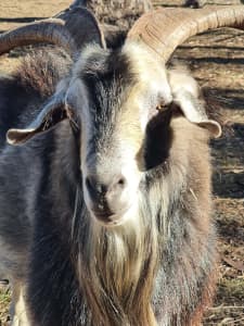 Miniature Goat Starter herd, breeding pair