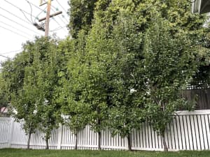 Mature pear trees | 25 for quick sale, $300 each
