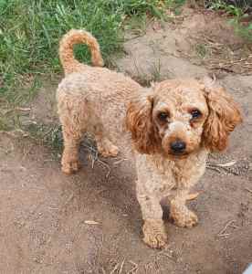 SOLD Gorgeous toy poodle boy 100% DNA clear