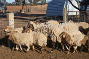 Awassi Ramb Lambs ewes sheep super cute