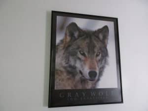 GRAY WOLF BY TOM BRAKEFIELD PICTURE
