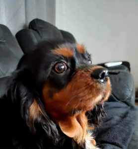 2 female 3 year old cavaliers 1 tri and 1 black and tan