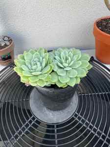 Echeveria, gorgeous succulent that continues to sprout new growth!