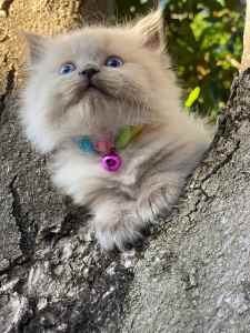 Gorgeous pure breed Ragdoll kitten
