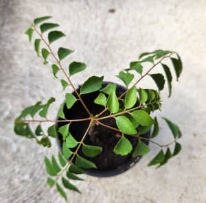 Curry Leaf Plant - Murraya koenigii