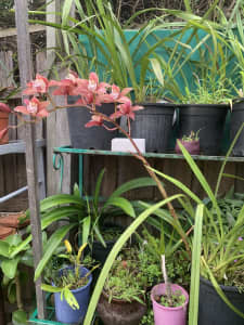 Orchid plants currently blossoming PU Fitzroy