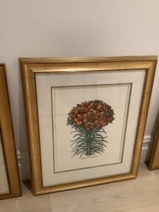 BESLER BOTANICAL Lily Print Hand coloured HARRODS collect UNLEY S.A. 