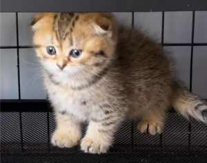 Scottish Fold and Shorthair pedigree registered Cats NSW