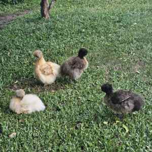 Silkie hens for sale $50 each