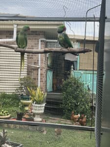 Alexandrine Parrot breeding pairs