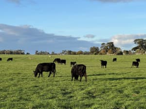 Pure black Angus fattened steers
