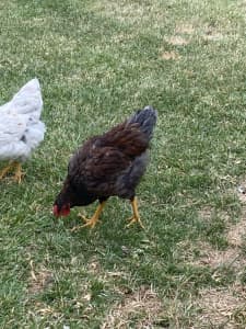 Blue laced red Wyandotte cross Plymouth Rock rooster