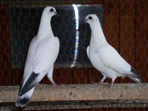 PIGEONS (RARE BREED IN WA) FOR SALE TO GOOD HOME