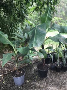 Banana plants/banana suckers (Cavendish)