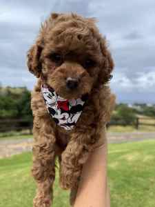 gumtree toy cavoodle