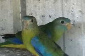 Hen Turquoisine Parrot